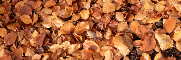 Hojas Árboles Caducos Suelo Del Bosque Fondo Panorámico Otoñal —  Fotos de Stock