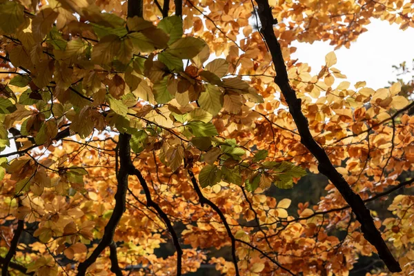 Hojas Coloridas Las Ramas Bosque Otoño —  Fotos de Stock