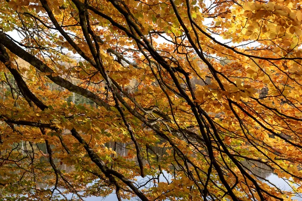 Цветные Листья Ветвях Осеннего Леса — стоковое фото