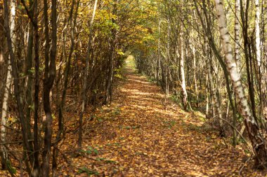 Sonbahar ormanındaki patika. Sonbahar manzarası