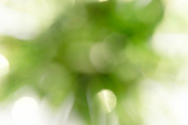 Bulanık yeşil arka plan, bokeh etkisi. İlkbahar