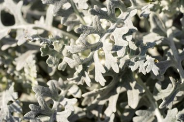 Kapalı gümüş kıvrımlı yapraklar. Latince adı - Jacobaea maritima