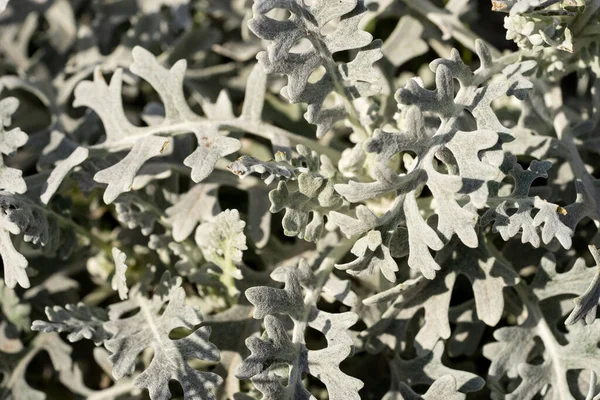 Closeup Silver Curved Leaves Latin Name Jacobaea Maritima — Stock Photo, Image