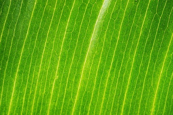 Nahaufnahme Von Frischen Grünen Blättern Textur Hintergrund Grüne Natürliche Muster — Stockfoto