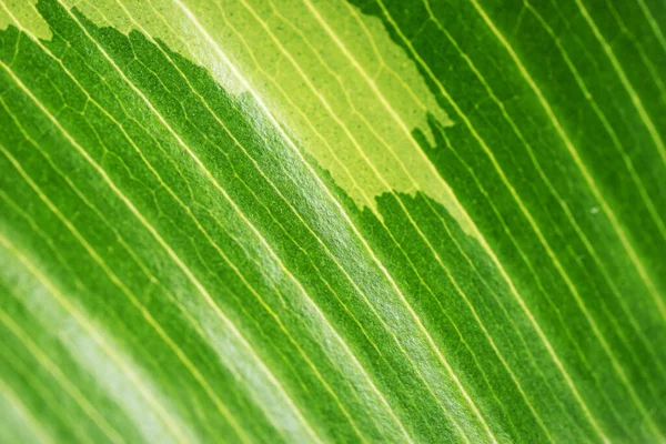 Taze Yeşil Yaprak Dokusunu Kapat Yeşil Doğal Desen Arkaplanı — Stok fotoğraf