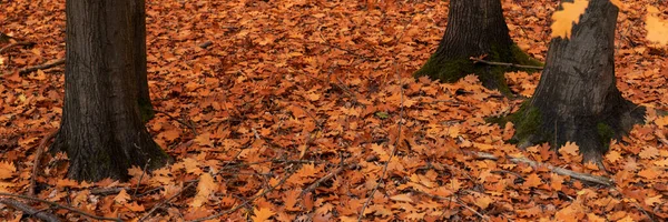 Folhas Carvalho Chão Floresta Fundo Outono Panorâmico — Fotografia de Stock