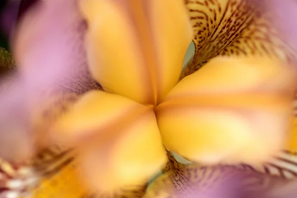 Große Gelb Violette Irisblüte Makroaufnahme Weiche Selektive Fokussierung — Stockfoto