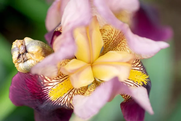 Grande Fiore Iris Giallo Viola Macroscatto Concentrazione Selettiva Morbida — Foto Stock