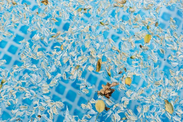 Struktura Vody Bazénu Mnoha Květy Robinia Abstraktní Letní Pozadí — Stock fotografie