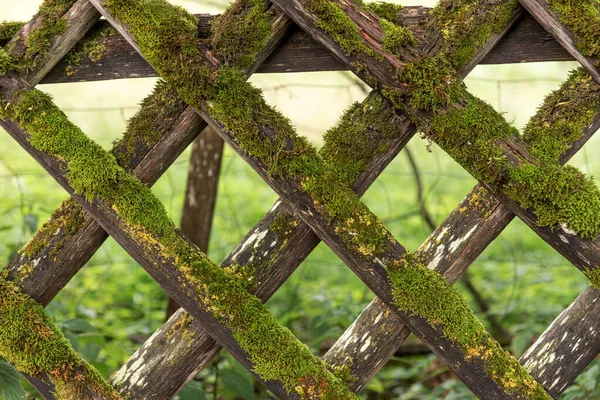 Wooden Garden Fence Covered Moss — Stock Photo, Image