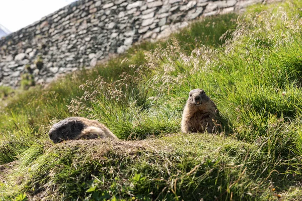高山土拨鼠 高山土拨鼠 在夏天的草地上 奥地利 — 图库照片