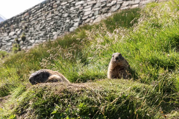 Alpesi Mormota Marmota Marmota Réten Nyári Hegyekben Ausztriában Európa — Stock Fotó