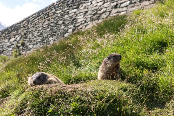 Świstak Alpejski Marmota Marmota Łące Letnich Górach Austrię Europa — Zdjęcie stockowe