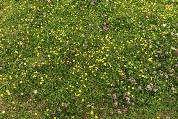 Sommaräng Med Vilda Blommor Alperna — Stockfoto