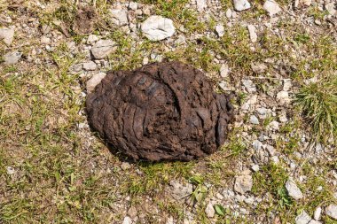 Yürüyüş yolunda büyük bir inek dışkısı yığını. Güneşli bir günde açık hava.