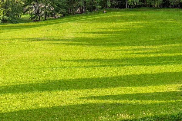 Shadows Trees Meadow Sunrise Summertime — Stock Photo, Image