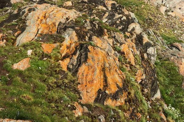Grass Reddish Rock Alps Close Natural Background — Stock Photo, Image