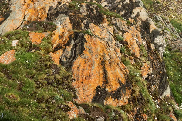 Gras Tussen Roodachtige Rotsen Alpen Sluit Maar Natuurlijke Achtergrond — Stockfoto