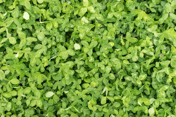 Many Green Clover Leaves Shamrock Symbol Good Luck — Stock Photo, Image