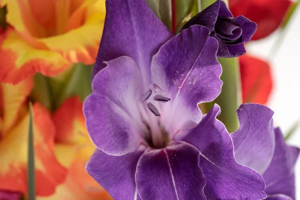 雌蕊のある紫色のグラジオラスのマクロ花 マクロ製の紫色の花の植物の背景を閉じる — ストック写真