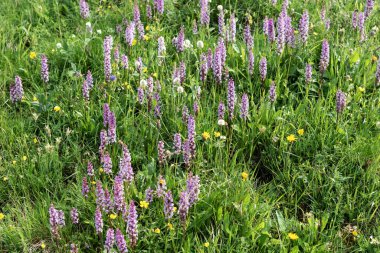 Alplerinde leylak çiçekleri olan bir yaz çayırı. Doğal arkaplan
