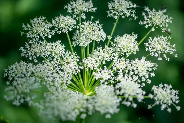 Flowering Masterwort Peucedanum Ostruthium Close Green Background — Stock Photo, Image