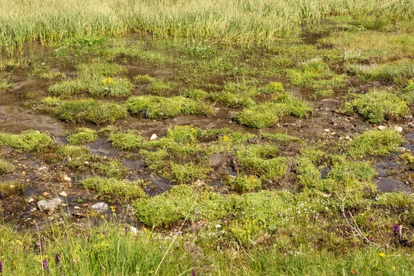 湿地の風景です 沼の土地の眺め 自然背景 — ストック写真