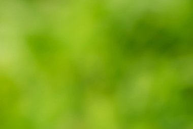 Tasarım veya arkaplan için yeşil bulanık doğal amaçsız arkaplan