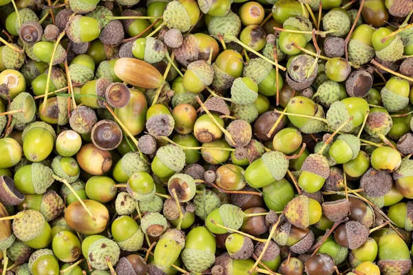 Many Green Brown Acorns Background Top View Stock Image