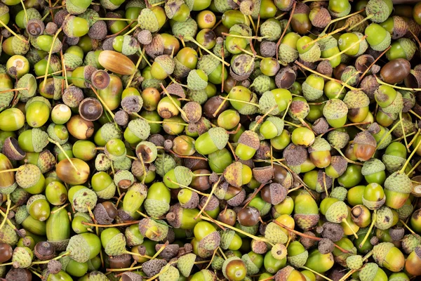 Many Green Brown Acorns Background Top View Royalty Free Stock Photos