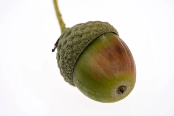 Acorn Isolated White Background Autumn — Stock Photo, Image