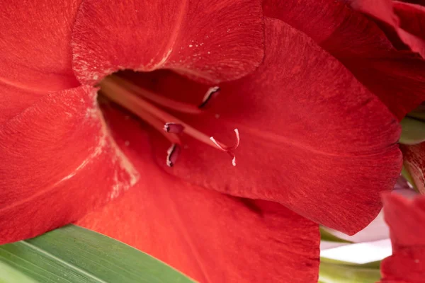 Primo Piano Fiore Gladiolo Rosso Con Pistilli — Foto Stock