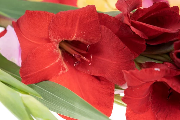 Close Red Gladiolus Flower Pistils — Stock Photo, Image