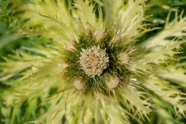 Spinest Thistle (Cirsium spinosissimum)