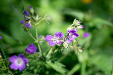 Sardunya çiçekleri koyu bir arka planda. Leylak sardunya müfredatı çiçekleri