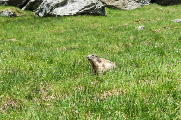 Альпійський Бабак Лузі Влітку Латинська Назва Marmota Marmota Австрія — стокове фото