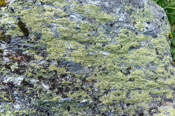 Des Lichens Verts Sur Rocher Contexte Naturel — Photo