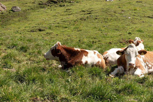 Vaches Sur Pâturage Alpin Autriche — Photo