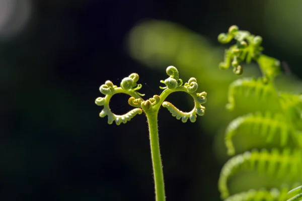 Felce astratta — Foto Stock