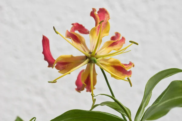 Gloriosa Superba — Foto de Stock