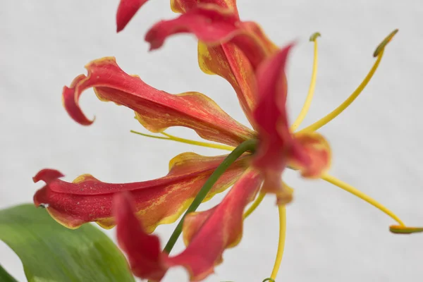 Gloriosa Superba — Stok fotoğraf