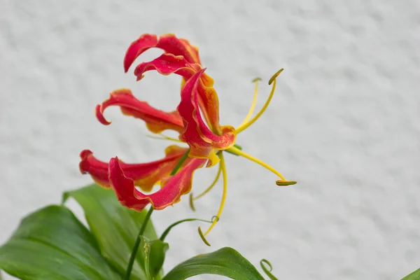 Gloriosa Superba — Stok fotoğraf