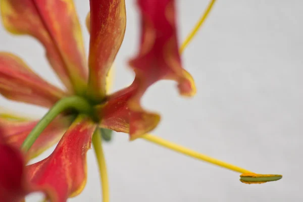 Καμπάνα "Gloriosa" superba — Φωτογραφία Αρχείου