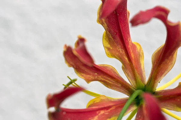 Gloriosa Superba — Foto de Stock