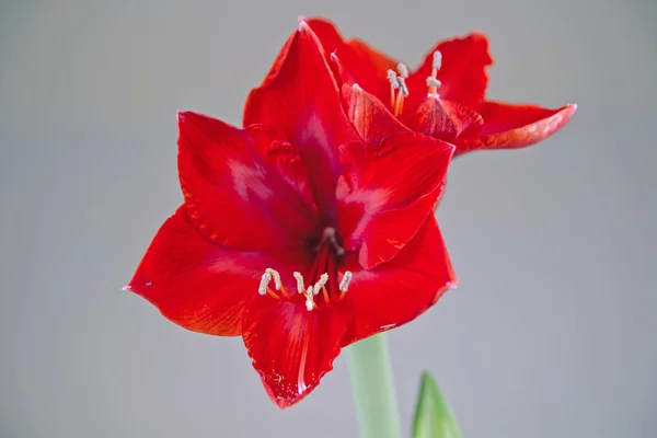 Red blossoming amaryllis — Stock Photo, Image