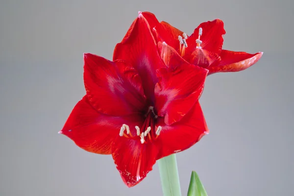 Red blossoming amaryllis — Stock Photo, Image