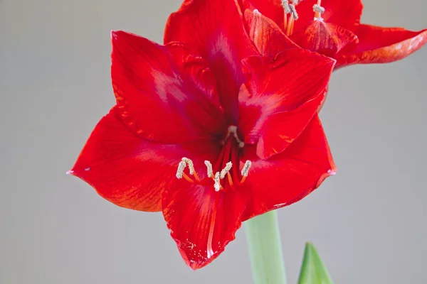 Amaryllis florescente vermelho — Fotografia de Stock