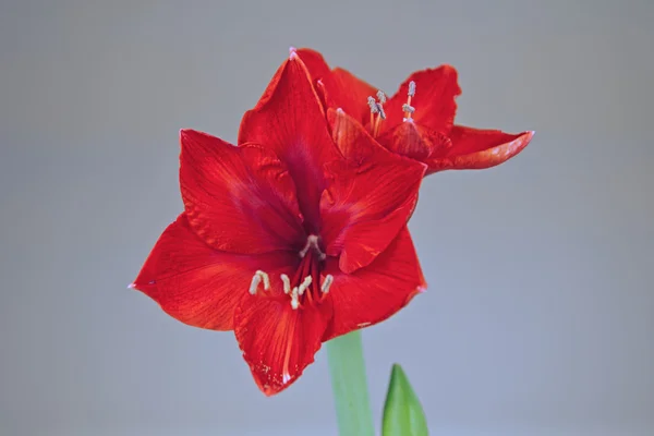 Red blossoming amaryllis — Stock Photo, Image