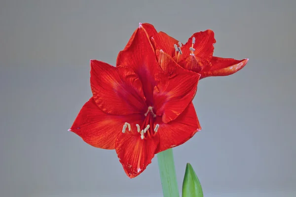 Kırmızı çiçek açması nergis zambağı — Stok fotoğraf