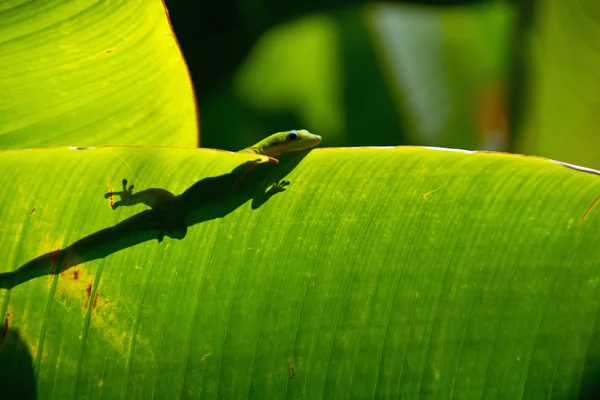 Lagarto — Fotografia de Stock